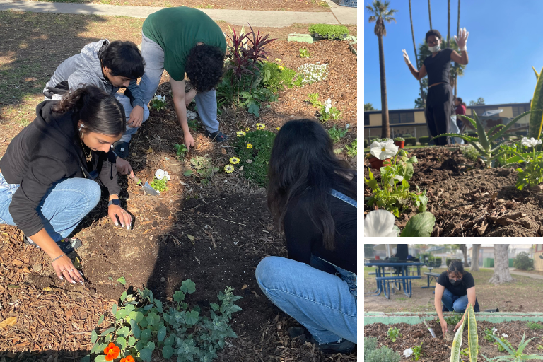Students at University Pathways Public Service Academy plant greenery as a part of a campus beautification and wellness initiative